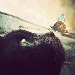 Avatar de Dynastar
